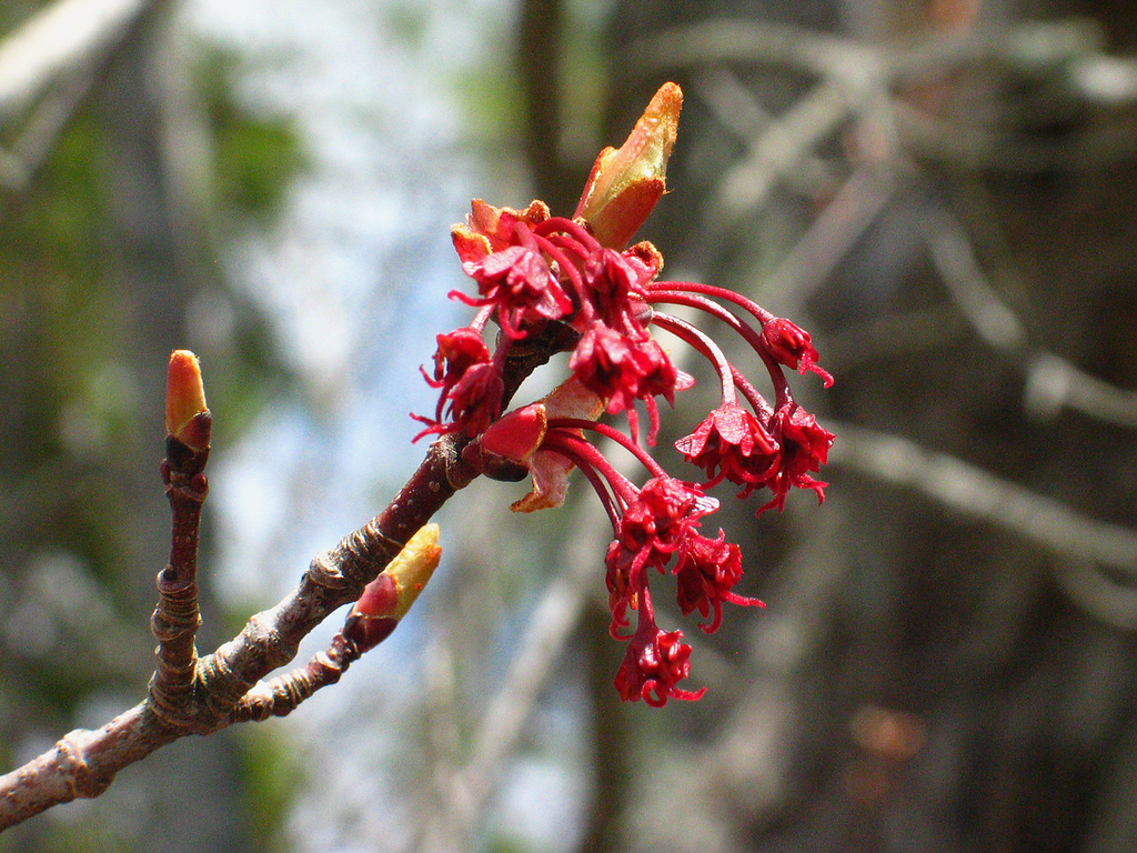 RM female fowers small draped red flowers