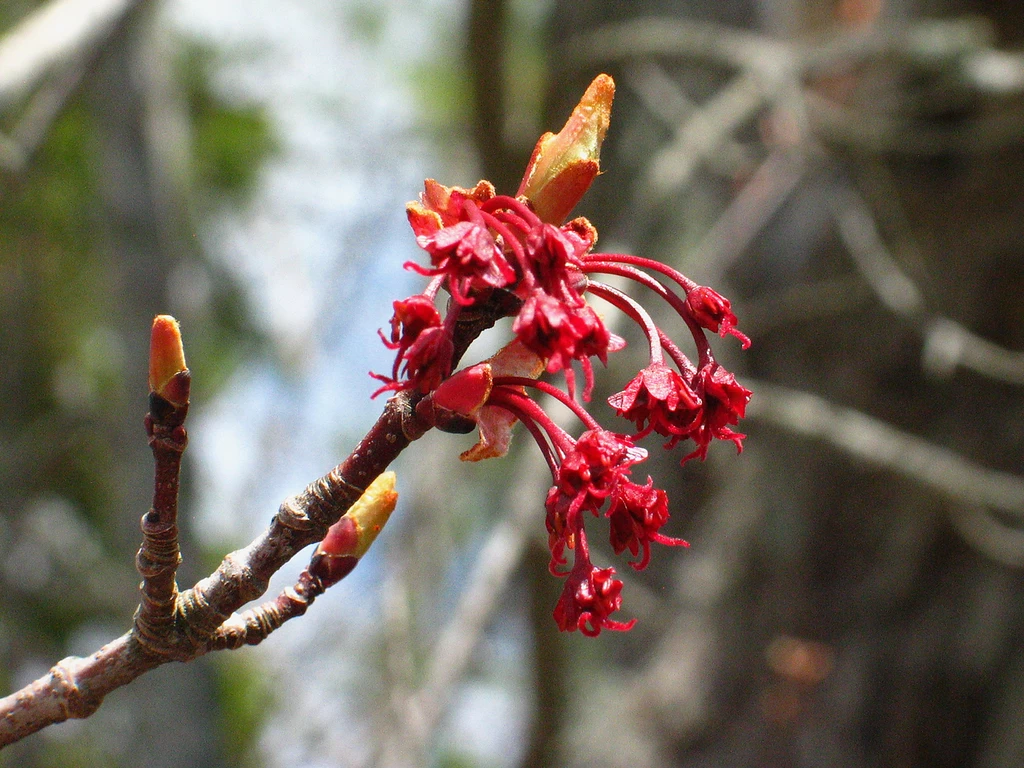 RM female fowers small draped red flowers