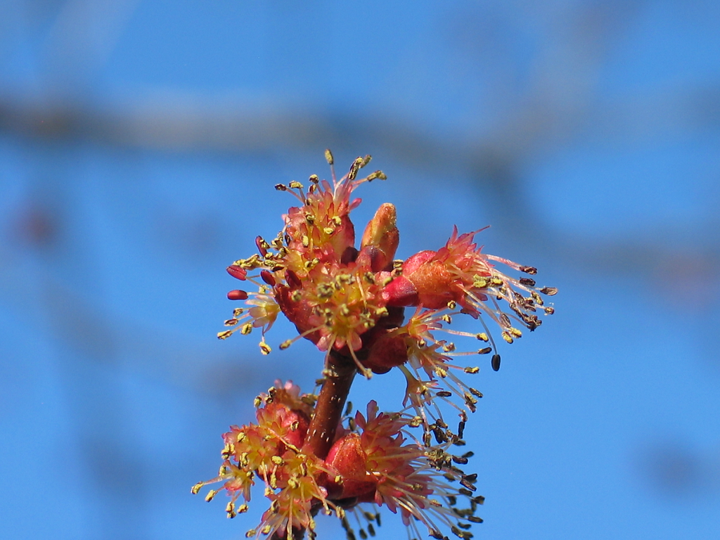 RM-maleflowers red-orange flowers bunches with red stamen around a branch