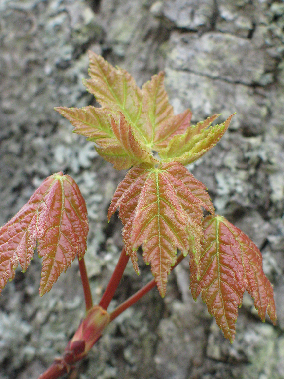 RM young leaves greenish-red tri-pointed leaves