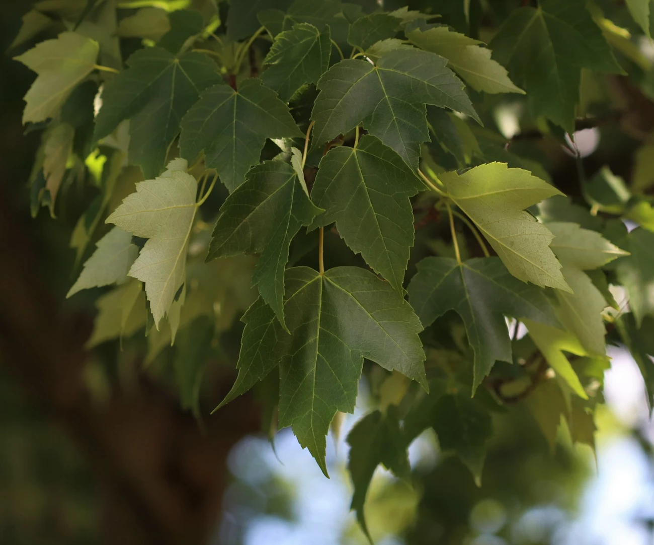 RMmature leaves a bunch of leaves that are composed of three v-shaped lobes