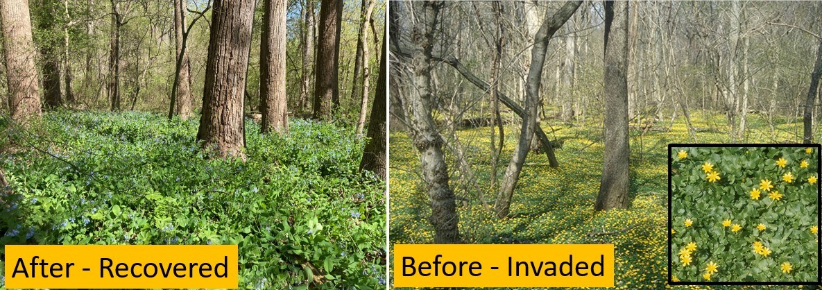 On Left, Rock Creek's recovered northern floodplain with a diverse pallet of native flowers in 2023. On Right, Rock Creek's northern floodplain completely invaded by lesser celandine around 2002.