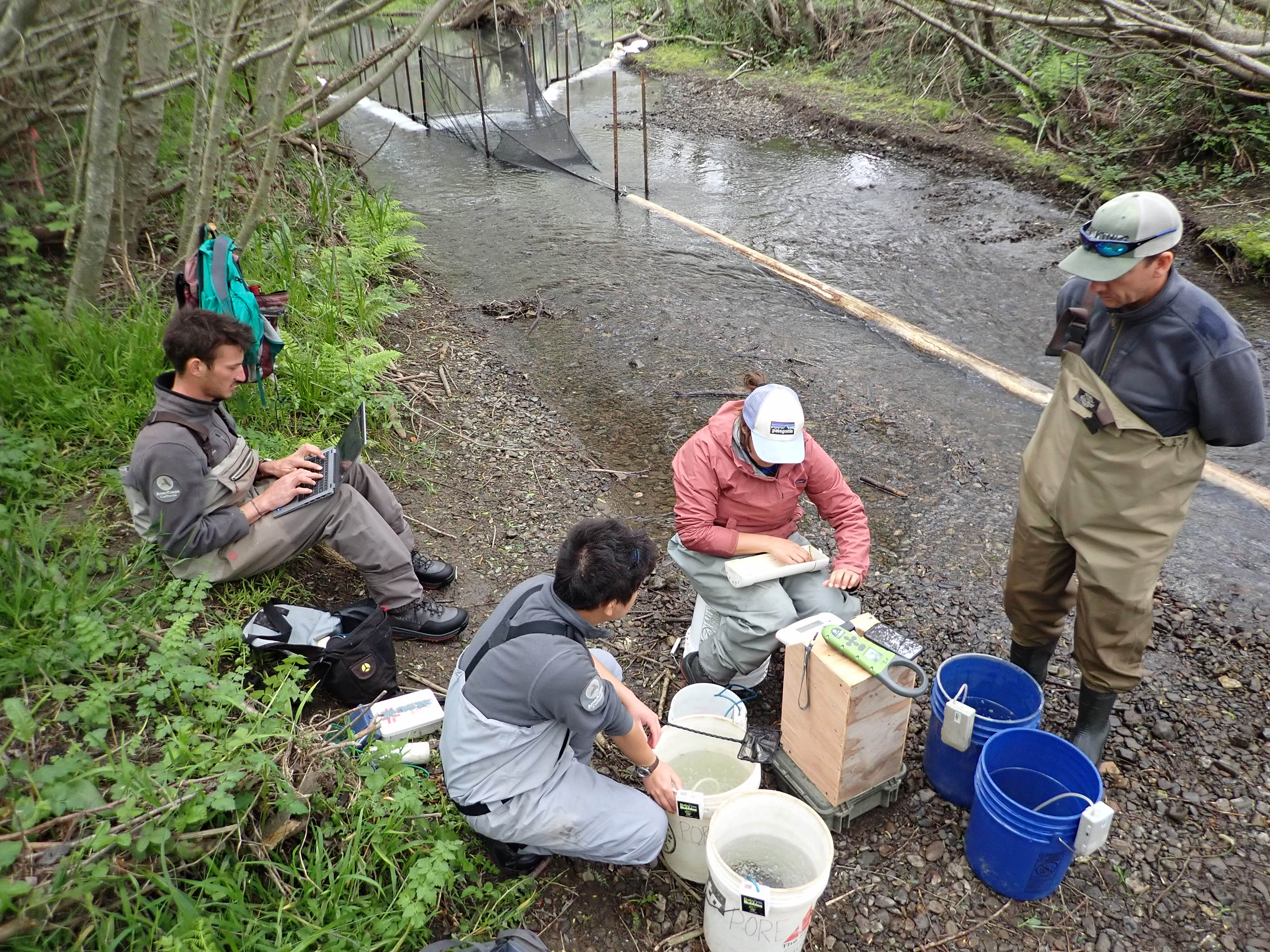 Four people gathered around buckets and measuring equipment on a streambank, with a smolt trap setup in the stream behind them. One person is entering data on a laptop, as another uses a tray in her lap to measure a fish.