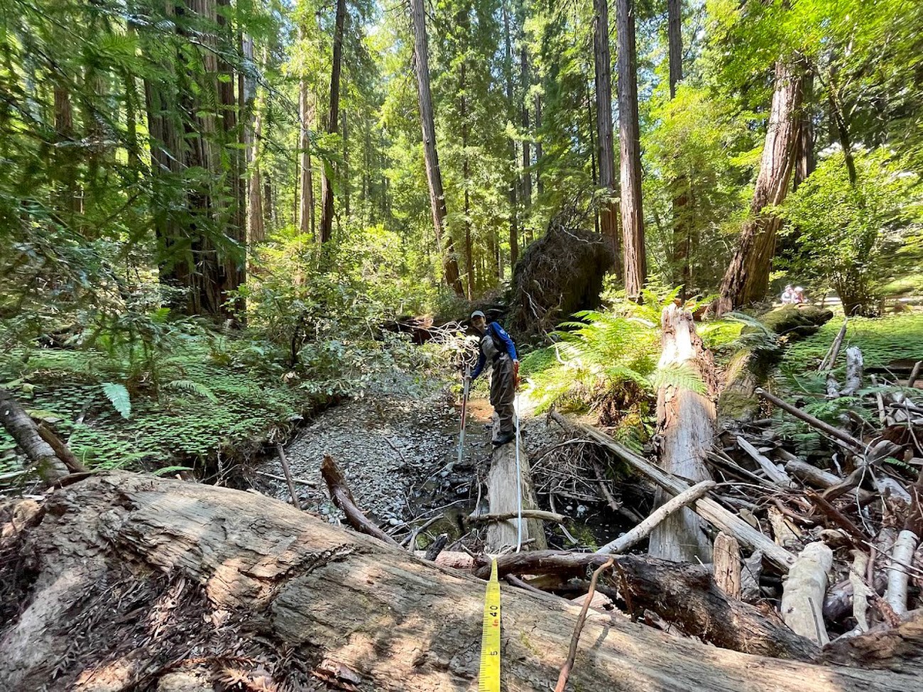 Habitat typing Person standing on a log beside a redwood-lined creek holding two different kinds of measuring devices for recording length and depth of a pool.