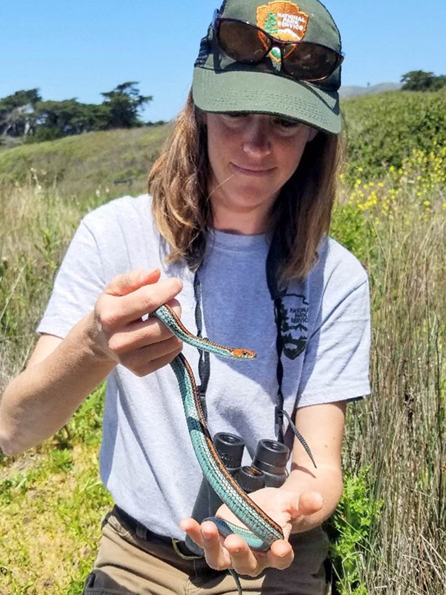 Rachel holding a beautiful orange and blue San Francisco garter snake.