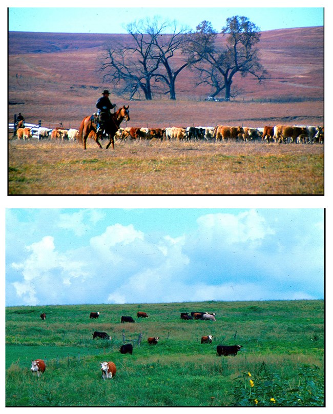 Images of cowboy herding cattle (top) and cattle grazing on green grassy hillside (bottom)