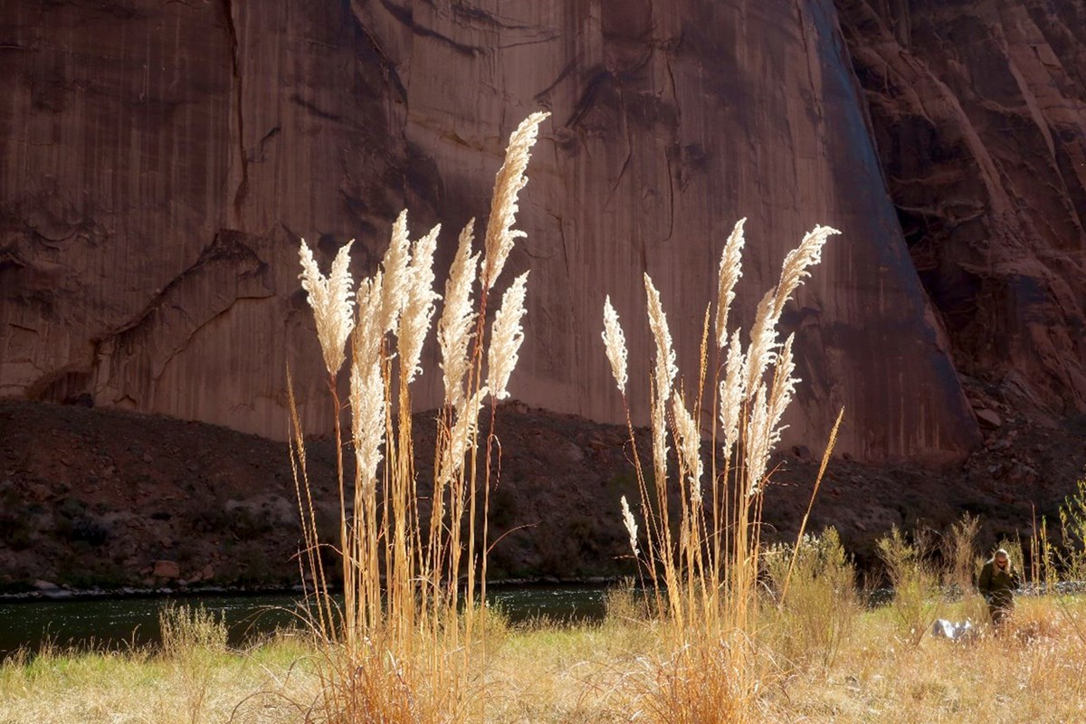 Tall strands of beige-colored grass line the river, overlooked by cliffs.