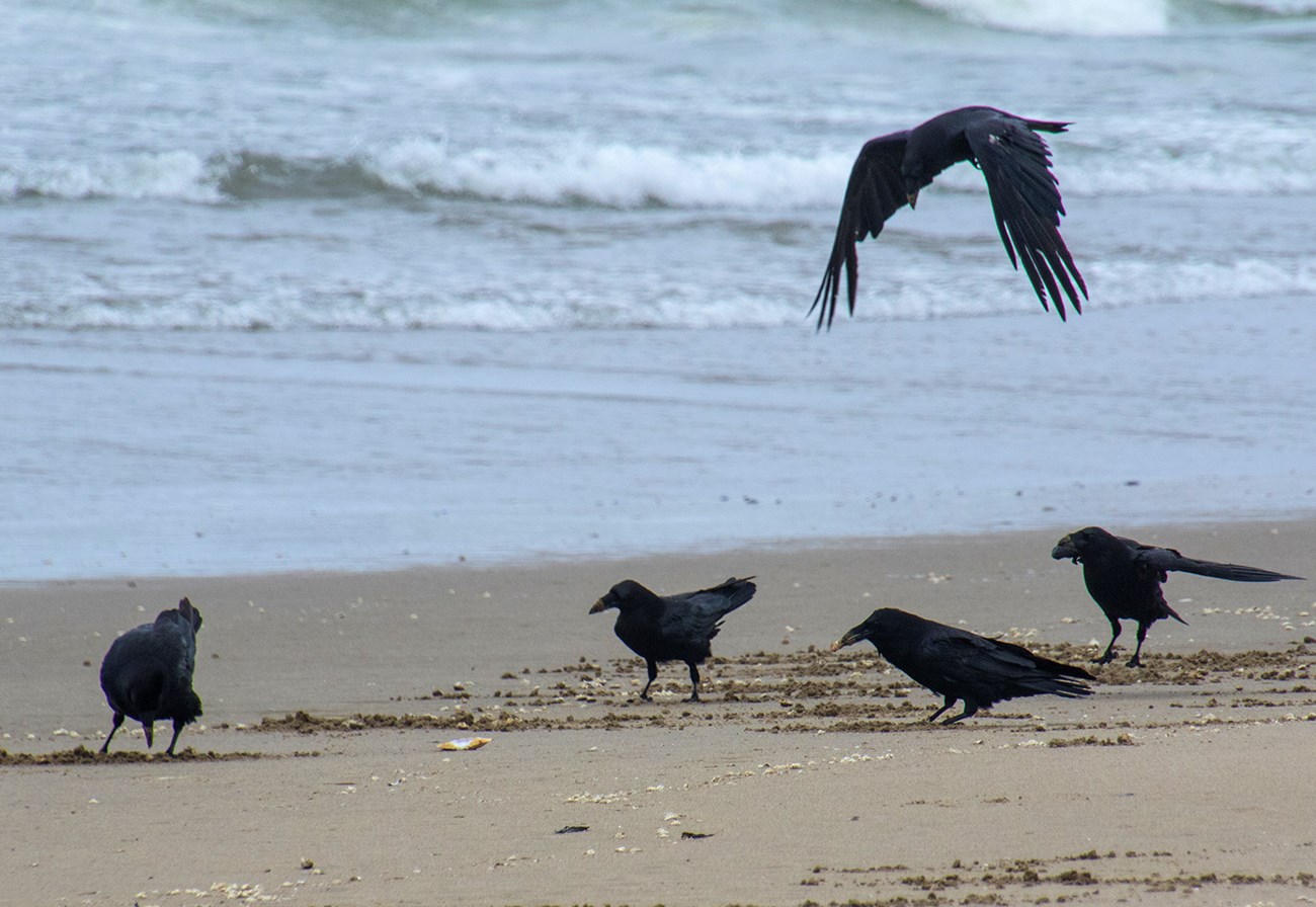 A group of five common ravens forage for Pacific sand crabs, on a sandy beach with a blue ocean in the background.