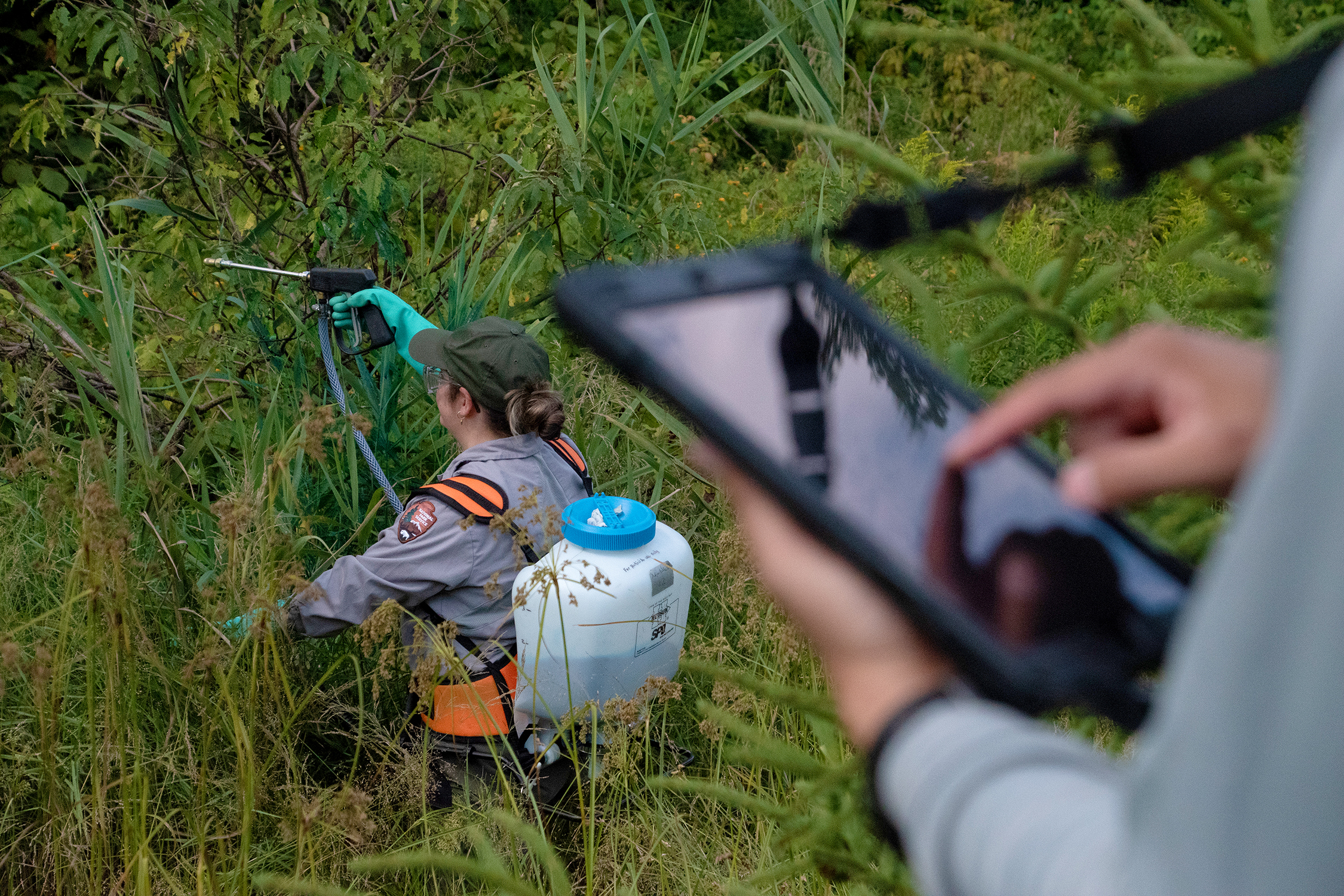 Two people standing in high vegetation. One is applying chemical with a backpack applicator. The other, whose hands are visible only,is entering info on a tablet.