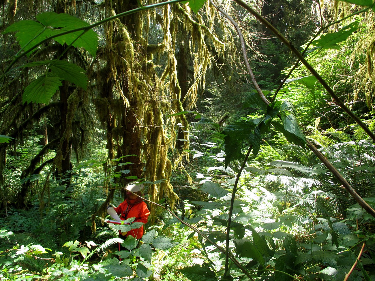 A person in a red suit with a white head cover collects information while standing in a densely vegetated green forest