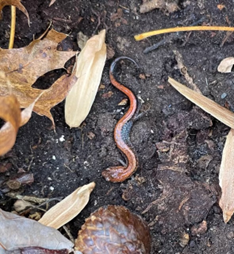 Red Backed Salamander a salamander in the dirt