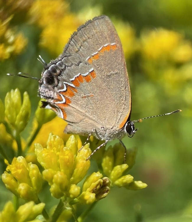 Red-banded hairstreak (Calycopis cecrops) a small butterfly perches on the flower of a goldenrod