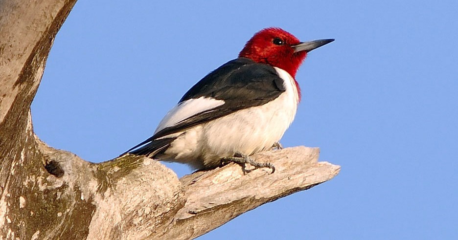 A bird with a long, black bill, a bright red head and face, white breast and belly, and black and white wings perched on a dead branch.