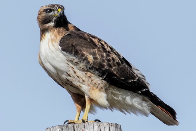 Red tailed Hawk