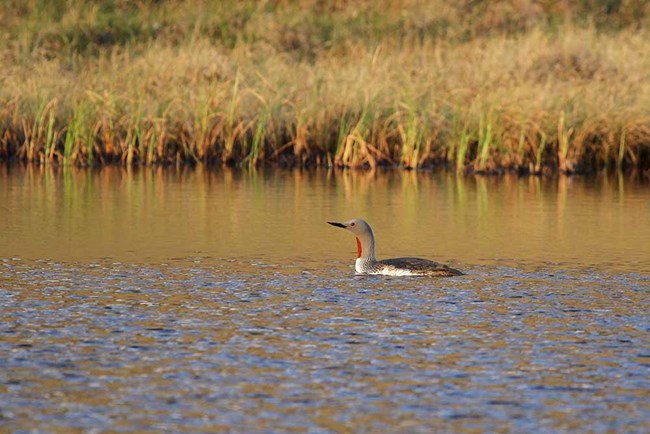 A red-throated loon on a still lake.