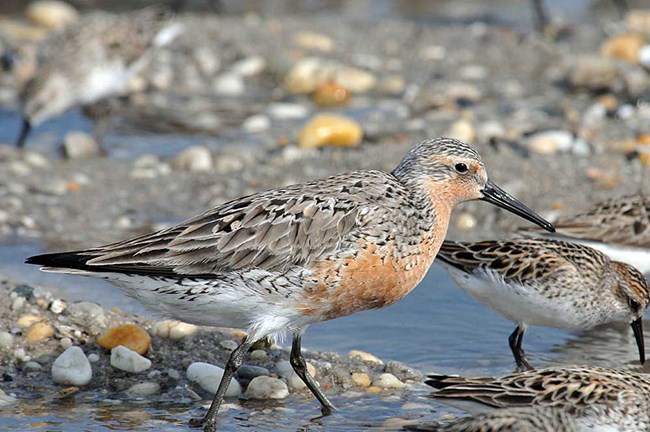 A red knot shorebird.