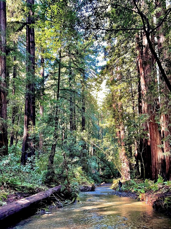 A calm but full creek surrounded by towering coast redwood trees. A person surveying for fish along the creek bank appears tiny in the frame.