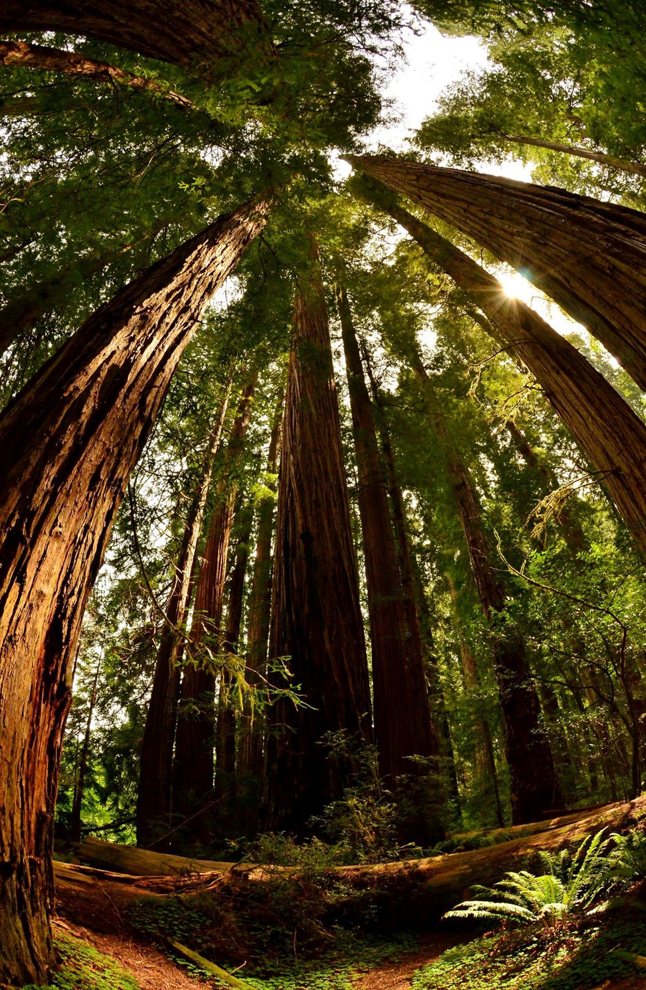 Redwood Forest a fisheye lens view looking up toward the canopy of a redwood forest