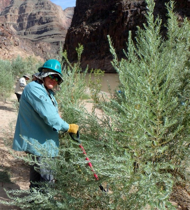 A young woman in a turquoise jacket and hard hat with yellow gloves holds a shovel she is using to remove a large plant. Sand and sheer cliffs above a river are in the background.