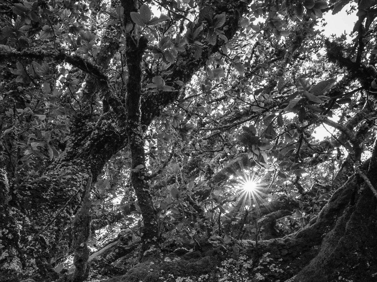 Dramatic black and white image of a sun star viewed through twisting, lichen-covered branches of an oak tree.