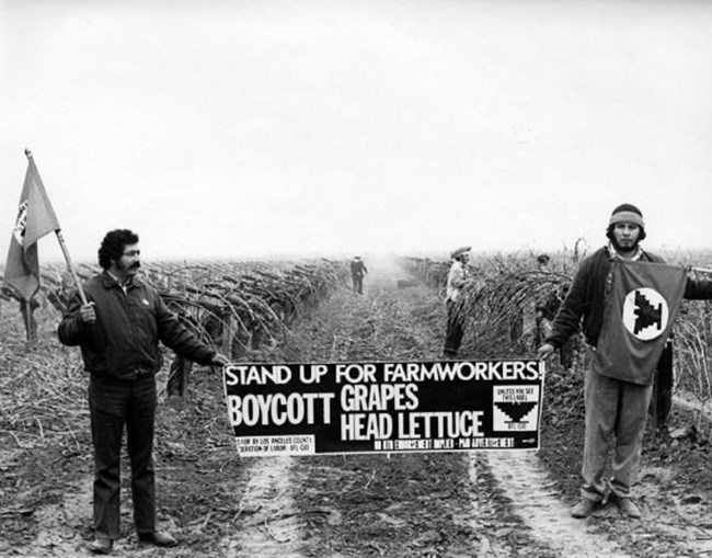 Farm workers picketing a field holding a boycott sign
