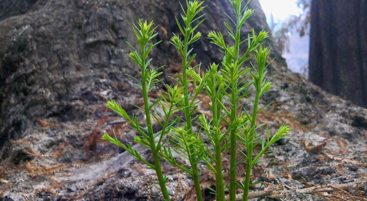 Coast redwood trees’ evolutionary adaptation to severe fire–sprouting–means they can survive. redwoods sprout from the roots of a tree burned after a fire.