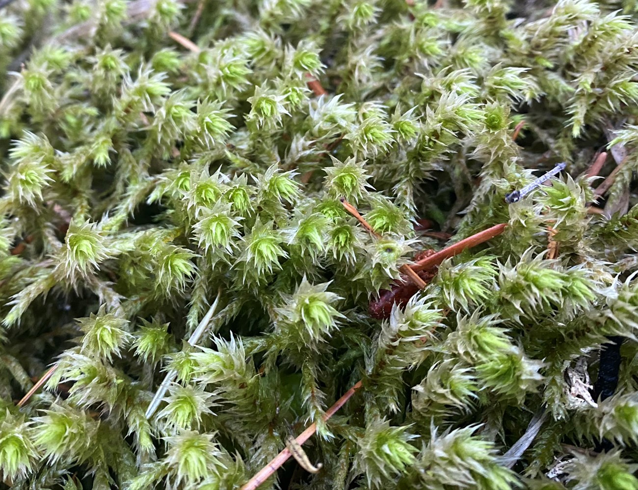 Clump of upright green moss stems with pointed leaves in a disheveled spiral around each stem