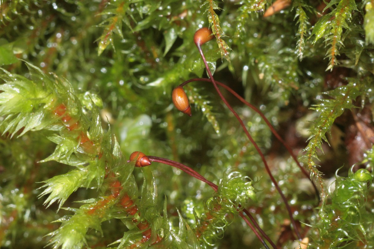 Close-up of moss showing thin red stems topped by oval orange capsules growing in a cluster of leafy moss
