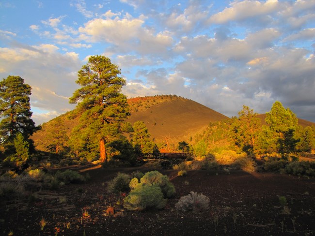 Glowing sunset colors illuminate a large brown hill, with towering red barked trees with large bunches of green leaves.