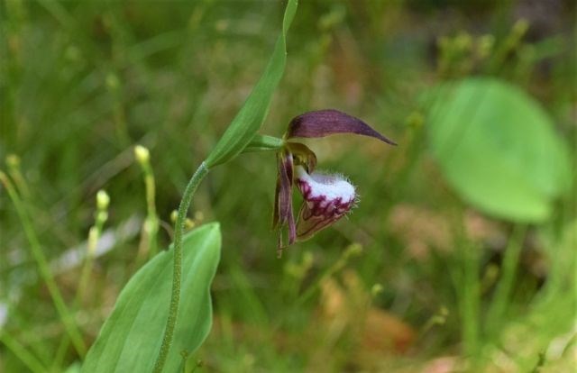 Cyripedium Arientinum close-up of purple orchid