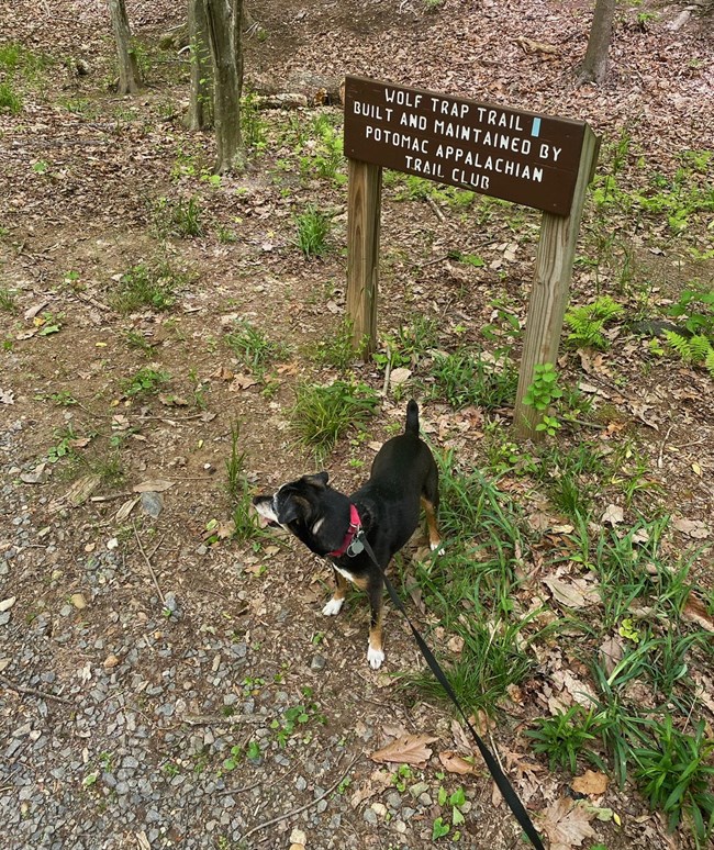 A leashed dog stands by a trailhead sign.