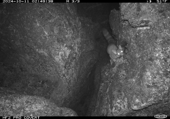 Medium sized raccoon-like ring-tailed cat caught by night camera in the crack between two lava boulders.
