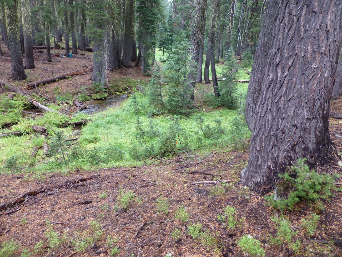 Densely vegetated stream corridor surrounded by forest with almost bare forest floor.
