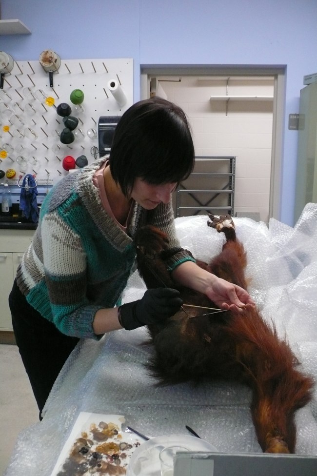 Fran Ritchie patching the Orangutan.