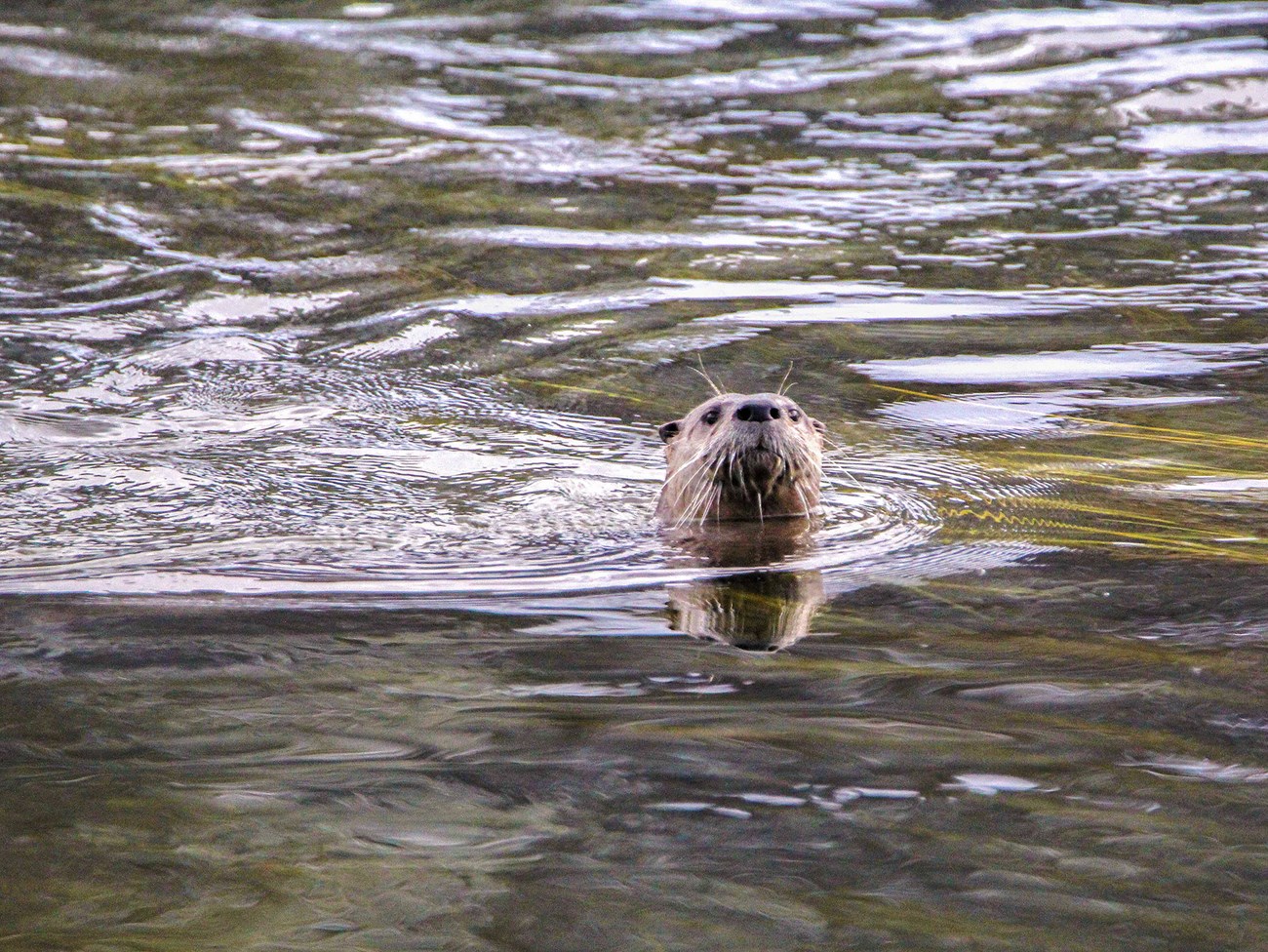 River otter otter swimming