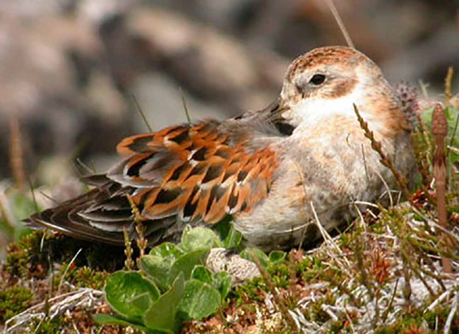 RockSandpiper_USFWS_web A rock sandpiper on a nest