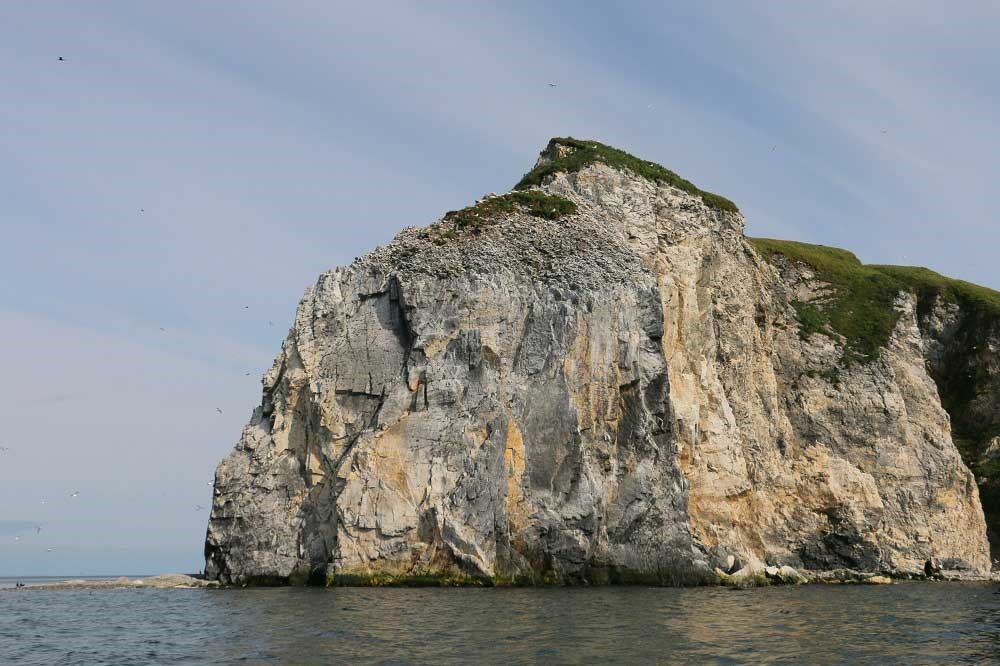 A rocky island in the sea where seabirds nest.