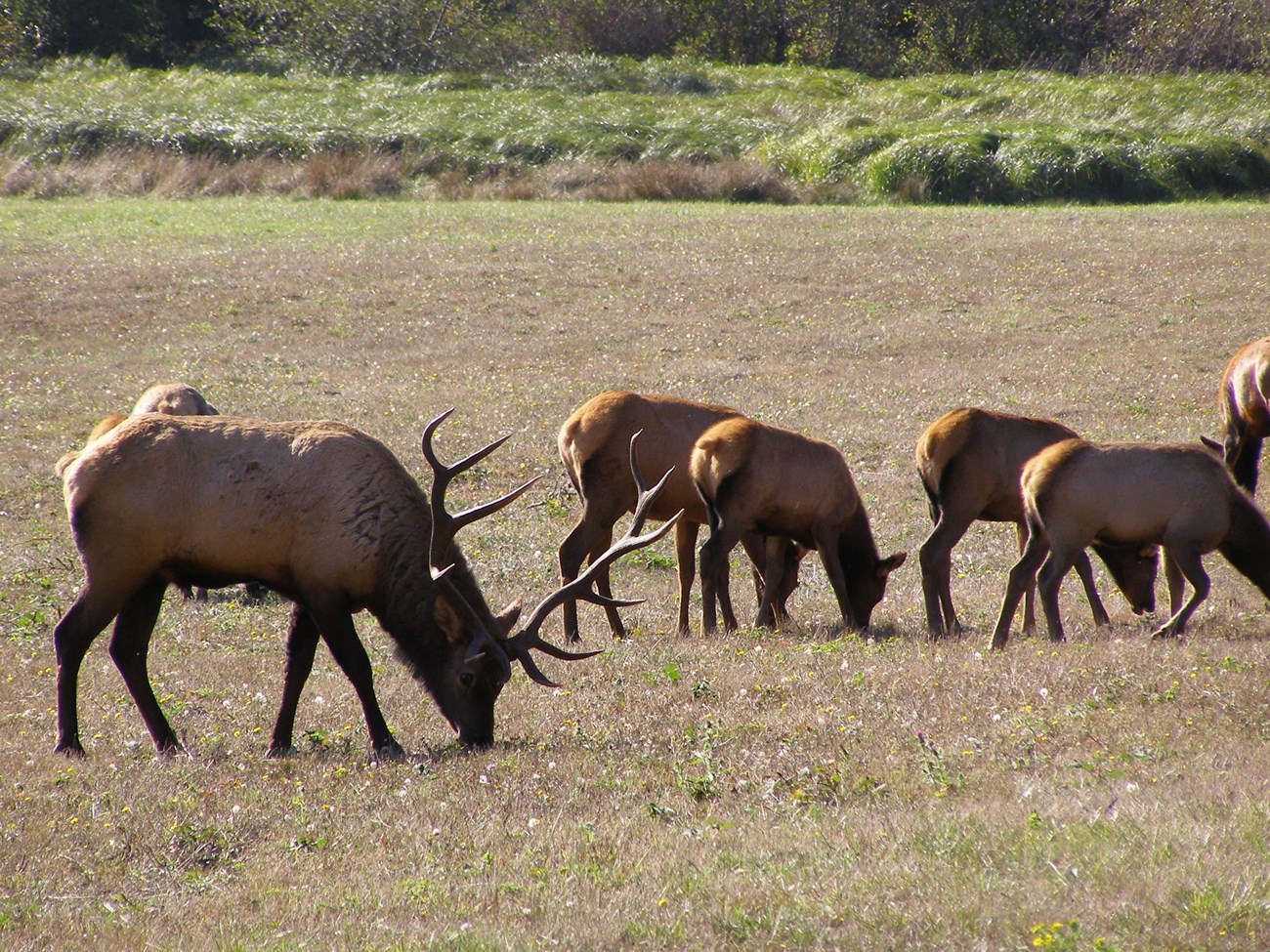 A bull elk with large antlers grazes near a cluster of cow elk.