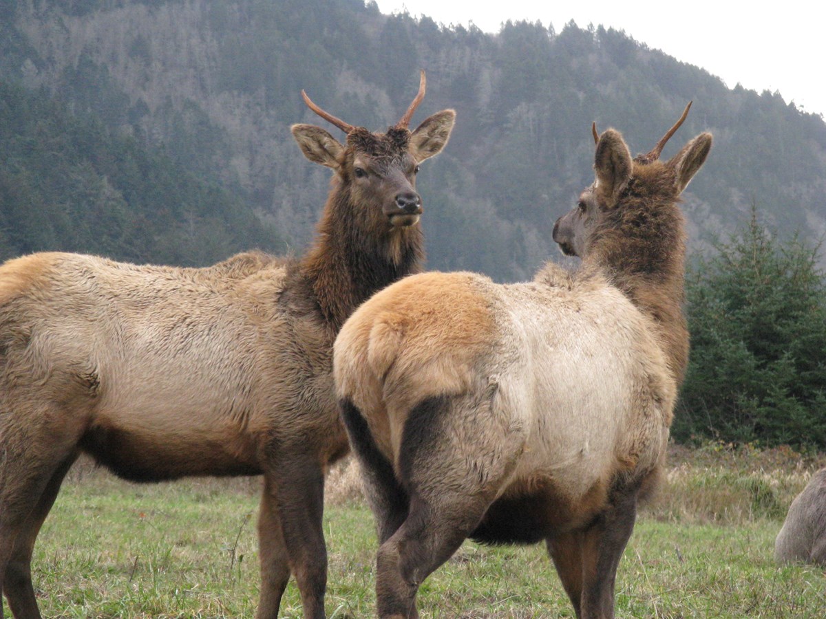Two bull elk with antlers just beginning to grow face each other.