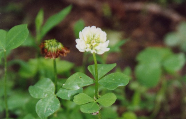Close up of clover with white flower