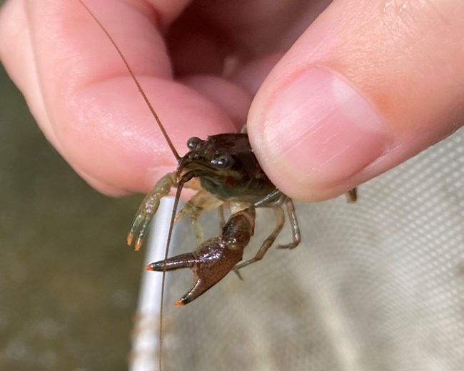 Fig 1 Rusty Crayfish A crayfish with black bands on the tips of its claws held by a human hand