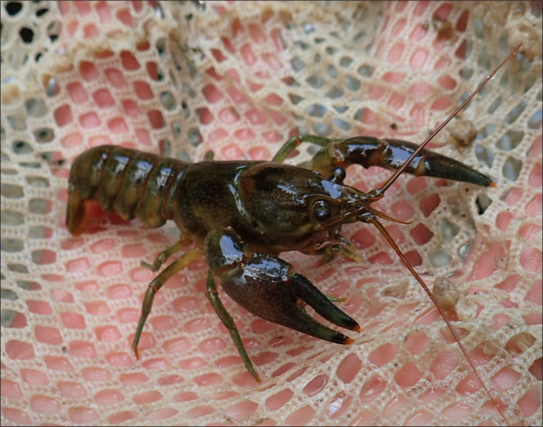 Fig 1 Rusty Crayfish a crayfish with black bands on the tips of its claws sits in somebody's hand
