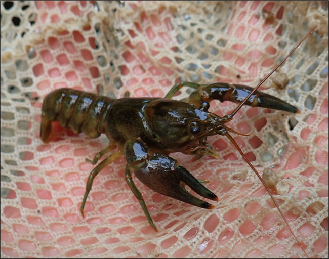 Fig 1 Rusty Crayfish a crayfish with black bands on the tips of its claws sits in somebody's hand