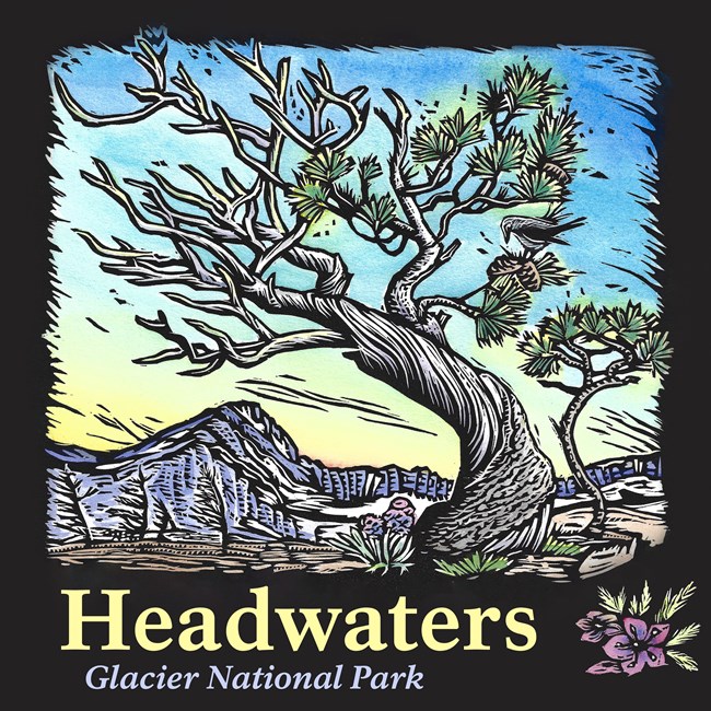 Cover art for the Headwaters podcast Artwor of a gnarled, windswept whitebark pine with a few live branches, many dead branches, and a Clark's Nutcracker pecking at a cone.