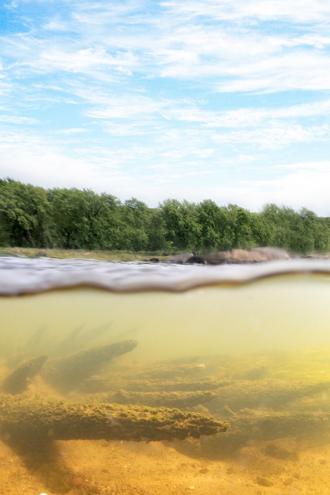 An image half above water and half below showing the remnants of a historic dam, wooden spiked logs lay on the riverbed