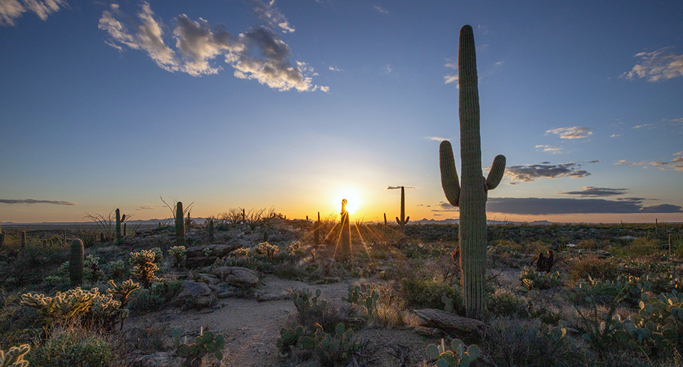A landscape of desert cacti and shrubs glowing with light from the sun low on the horizon.