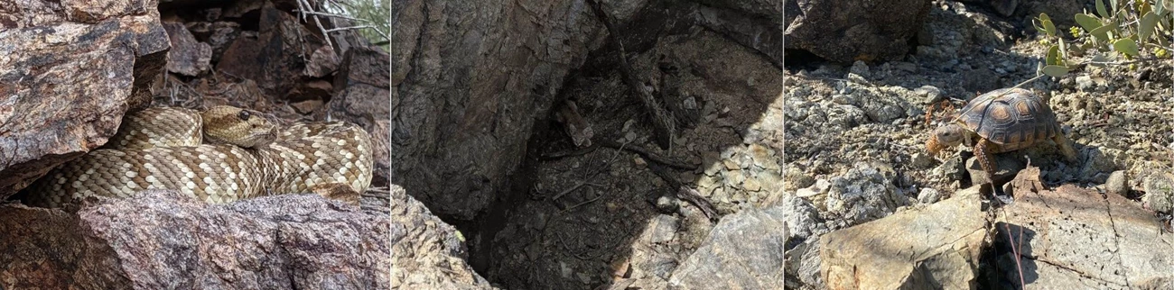 Images: Black-tailed rattlesnake (left), bobcat stuck in Wyss mine (middle), Sonoran Desert Tortoise (right). This graphic has three separate photos. The photo on the left is a close up of a black-tailed rattlesnake hidden in rocks. The middle photo is a bobcat stuck in an abandoned mine. The right image is a Sonoran Desert Tortoise walking.