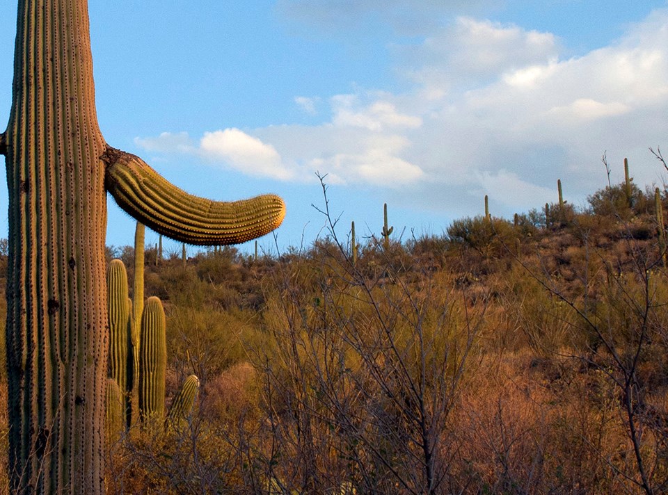 Saguaro cacti Saguaro cacti in a scrubby desert ecosystem.