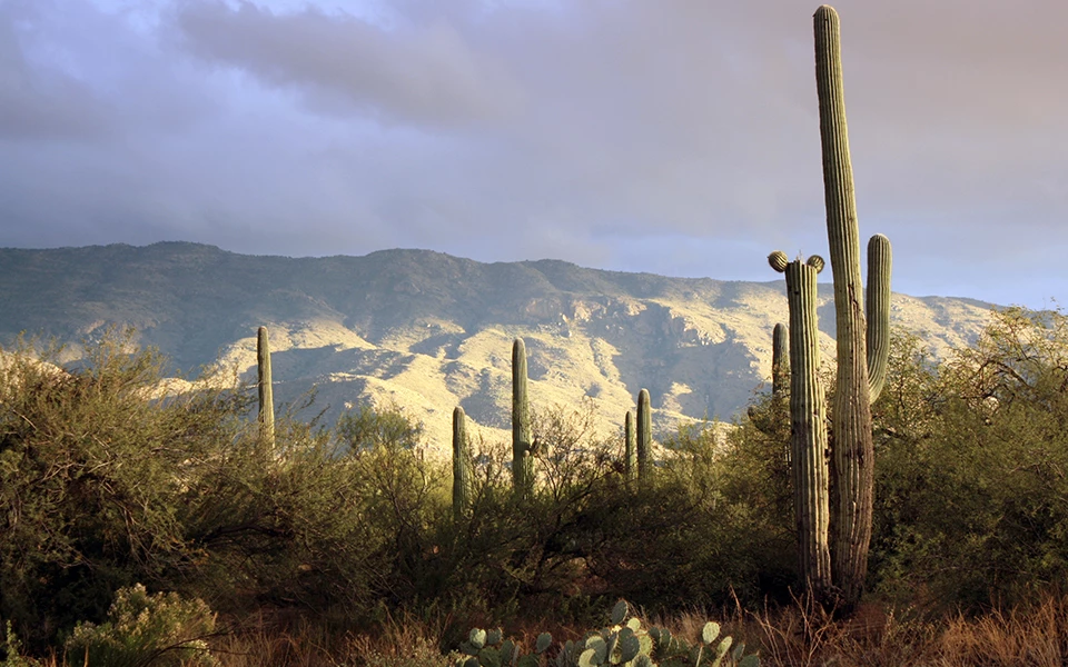 Saguaro National Park Powerful thunderstorm over mountains with saguaro cactus and mesquite trees in the foreground.