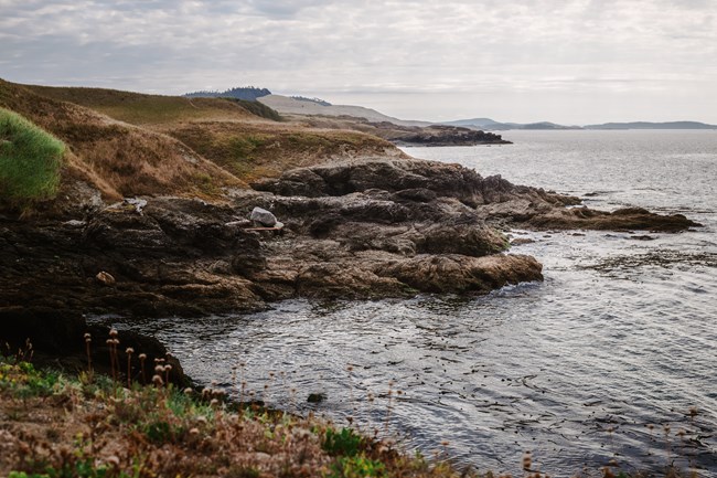 Shoreline with greenery and rocks.